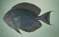 Dropoff Surgeonfish photo 4