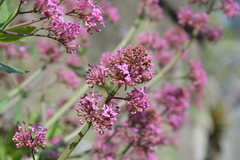 Centranthus ruber