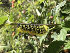 Leucanella viridescens