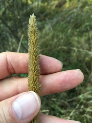 Phalaris angusta