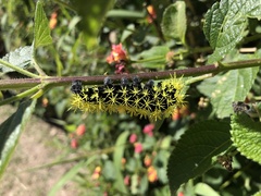 Leucanella viridescens