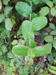 Lonicera implexa