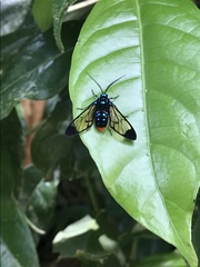 Gymnelia salvini