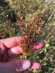 Juncus marginatus
