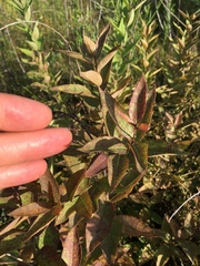Amsonia tabernaemontana
