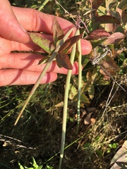 Amsonia tabernaemontana