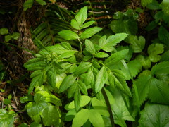 Ligusticum verticillatum