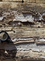 Dentocorticium portoricense