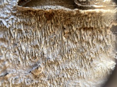 Dentocorticium portoricense