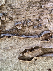 Dentocorticium portoricense