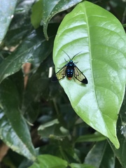 Gymnelia salvini