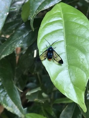 Gymnelia salvini