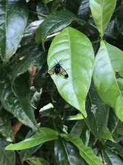 Gymnelia salvini