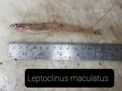 Leptoclinus maculatus
