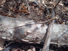 Sceloporus siniferus