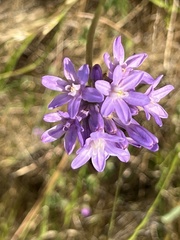 Dichelostemma
