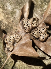 Callirhytis favosa