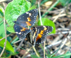 Chlosyne lacinia crocale