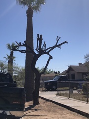 Prosopis