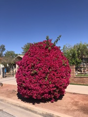 Bougainvillea