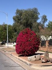 Bougainvillea