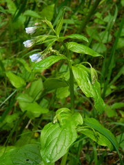 Mertensia paniculata paniculata
