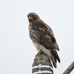 Buteo jamaicensis