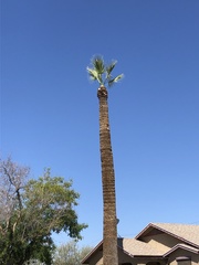 Arecaceae