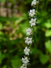 Ozomelis stauropetala