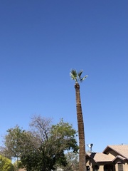Arecaceae