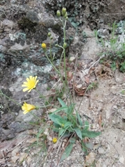 Hieracium glaucinum