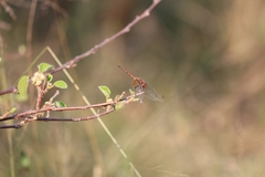 Trithemis werneri