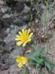 Hieracium glaucinum