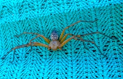 Curicaberis culiacan