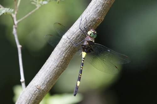 Phyllomacromia contumax Selys, 1879