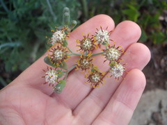 Baculellum articulatum