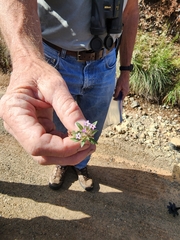 Collomia diversifolia