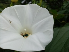 Operculina codonantha, photograph Pier Luiggi Maquilón, CC BY, iNaturalist via GBIF