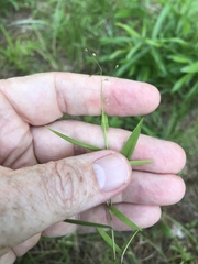 Dichanthelium dichotomum