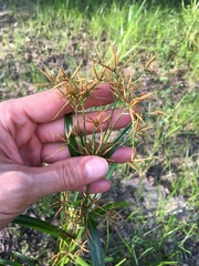 Rhynchospora corniculata