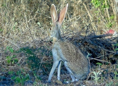 Lepus alleni