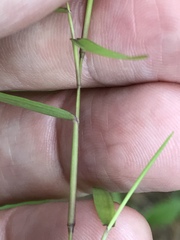 Dichanthelium dichotomum