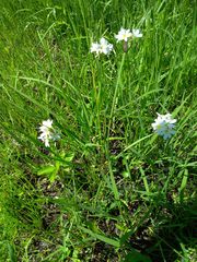 Sisyrinchium albidum