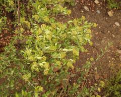 Heteromorpha arborescens arborescens