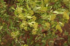 Heteromorpha arborescens arborescens