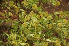 Heteromorpha arborescens arborescens