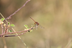 Trithemis werneri