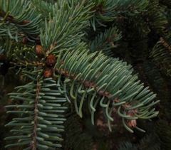 Picea asperata