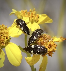 Acmaeodera vernalis