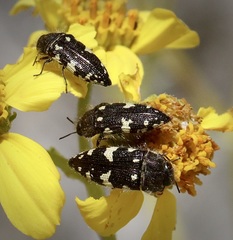 Acmaeodera vernalis